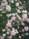 Ozothamnus diosmifolius Radiance