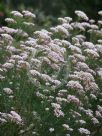 Ozothamnus diosmifolius Radiance