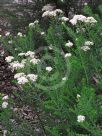 Ozothamnus diosmifolius Radiance