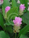 Curcuma Laddawan