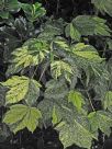 Acer pseudoplatanus Flavo-Variegatum