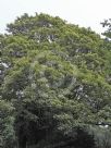 Acer pseudoplatanus Flavo-Variegatum