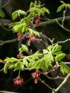 Acer japonicum Aconitifolium