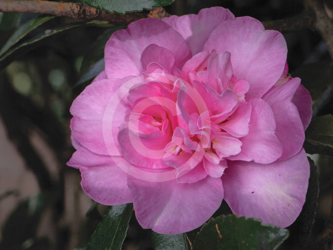 Camellia Sasanqua Jennifer Susan