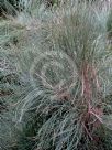 Ephedra distachya