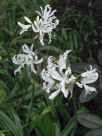 Nerine undulata (Flexuosa Group) Alba