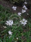 Nerine undulata (Flexuosa Group) Alba