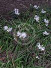 Nerine undulata (Flexuosa Group) Alba