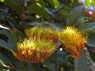 Combretum fruticosum