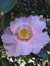 Camellia sasanqua Shell Pink