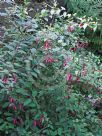 Fuchsia magellanica Gracilis