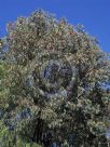 Eucalyptus sideroxylon Rosea