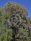 Eucalyptus sideroxylon Rosea