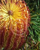 Banksia spinulosa spinulosa Cherry Candles