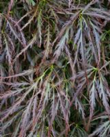 Acer palmatum (Dissectum Atropurpureum Group) Ornatum