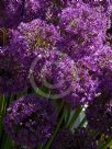 Allium hollandicum Purple Sensation