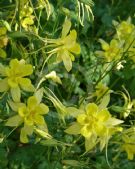 Aquilegia chrysantha Yellow Queen