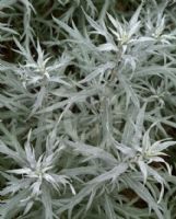Artemisia ludoviciana Valerie Finnis