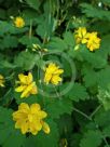 Chelidonium majus Flore Pleno