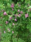 Clematis Etoile Rose