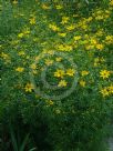 Coreopsis verticillata Grandiflora