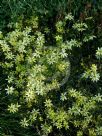 Coreopsis verticillata Moonbeam