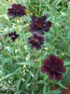 Cosmos atrosanguineus Chocamocha