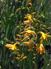 Crocosmia crocosmiiflora George Davison