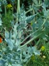 Glaucium flavum fulvum