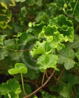 Hedera helix Parsley Crested