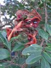Pararchidendron pruinosum