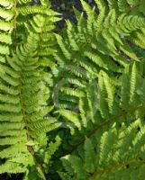 Polystichum setiferum Foliosum Group