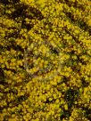Acacia amblygona Winter Gold