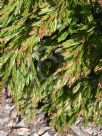 Acacia fimbriata dwarf
