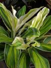 Cordyline fruticosa Tropic Frost