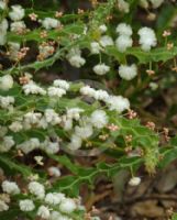 Acacia alata biglandulosa
