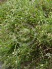 Acacia alata biglandulosa