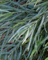 Acacia cognata Bower Beauty