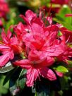 Rhododendron Kurume Hybrid Christmas Cheer