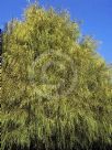 Cupressus macrocarpa Aurea Saligna