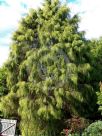 Cupressus macrocarpa Aurea Saligna