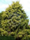 Cupressus macrocarpa Aurea Saligna