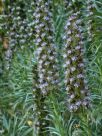 Echium callithyrsum