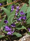 Hardenbergia violacea Bushy Blue