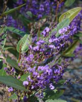 Hardenbergia violacea Purple Spray