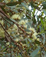 Eucalyptus falcata falcata