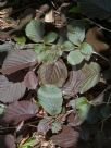 Corylus avellana Fuscorubra