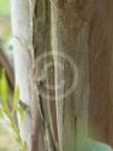 Eucalyptus goniantha notactites