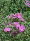 Cistus pulverulentus Sunset