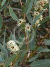 Eucalyptus rigens